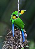 Long-tailed Broadbill